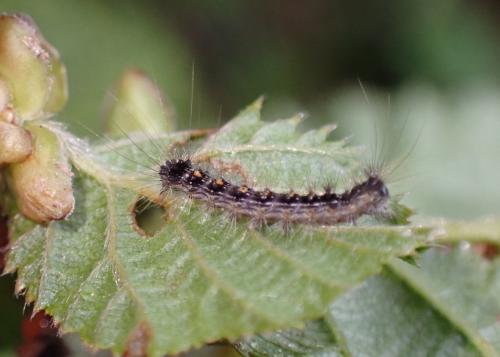 Lymantria dispar